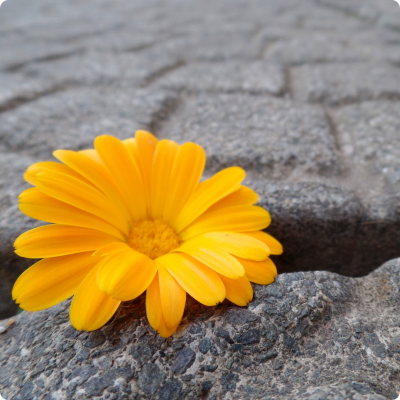 February 2, 2025 Out of the Ashes: Finding Yourself in the Midst of Adversity