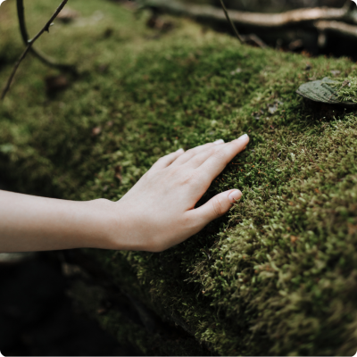 October 7-8, 2025 Forest Bathing and Contemplative Photography