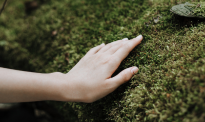 February 24-25 Forest Bathing and Contemplative Photography