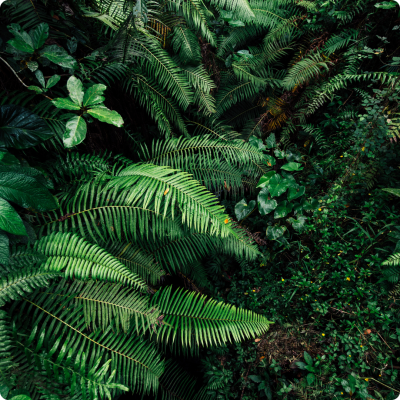 April 25-27, 2025 Reconnecting to Earth as Sacred: The Practice of Wild Spirituality